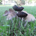 Ahmadu Bello University student Post-UTME 2026