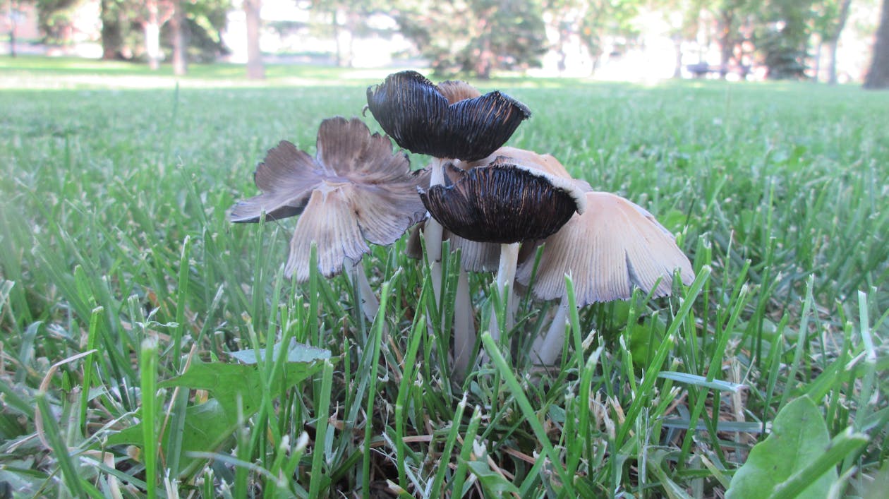 Ahmadu Bello University student Post-UTME 2026